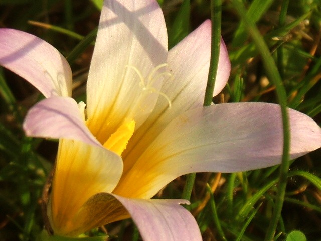 Crocus da determinare